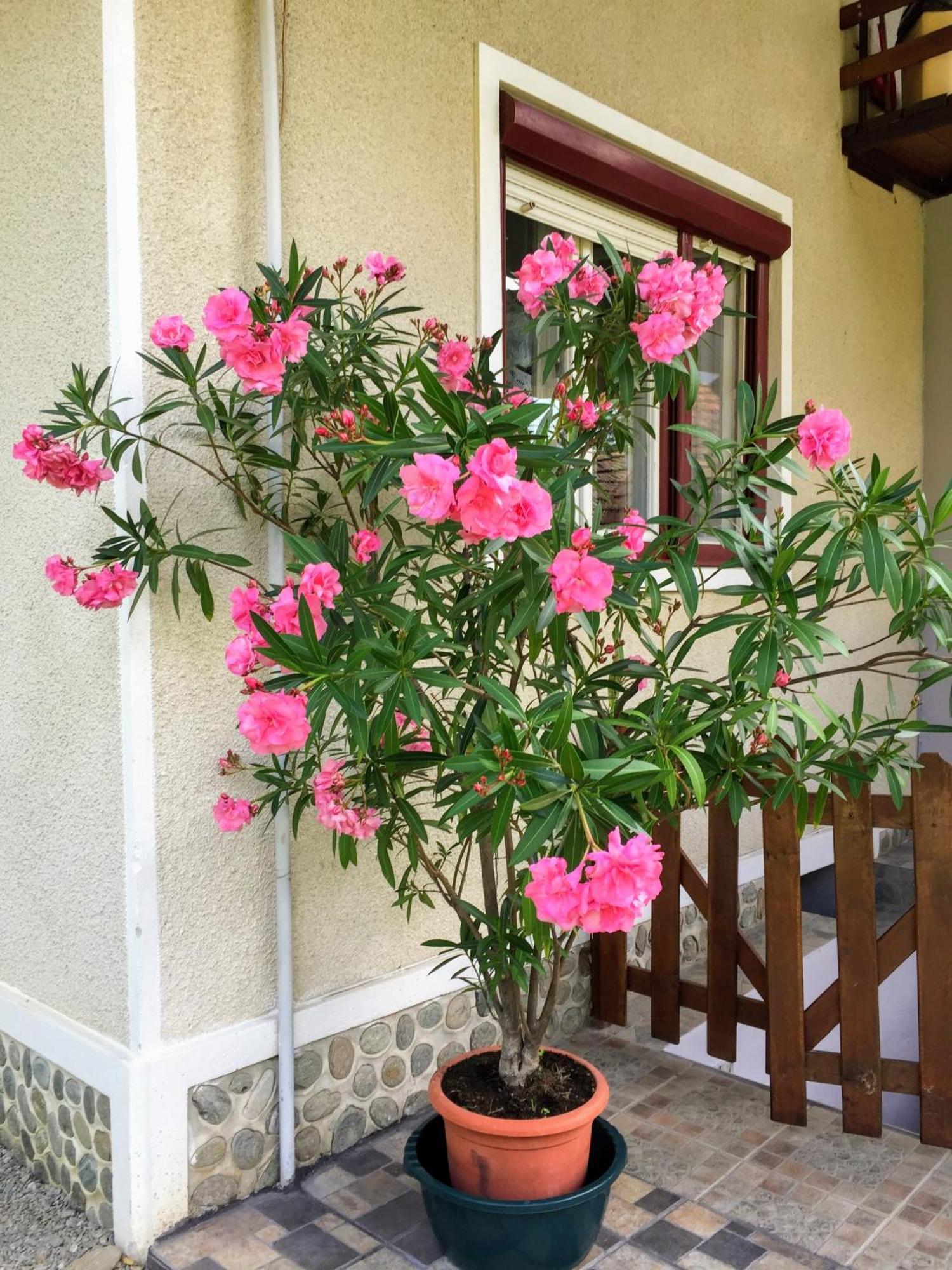 Casa Popa Ξενοδοχείο Cîrţişoara Εξωτερικό φωτογραφία